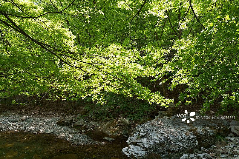 鲜绿的图片素材
