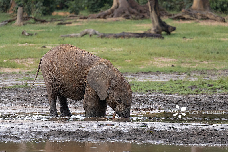 赞加拜的森林象群图片素材