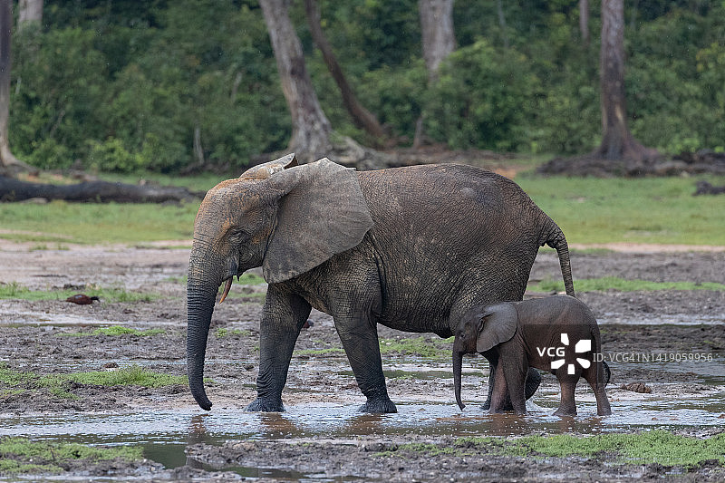 赞加拜的森林象群图片素材