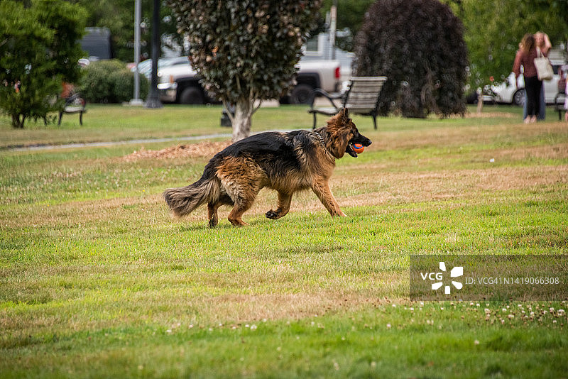抱着球的德国牧羊犬图片素材