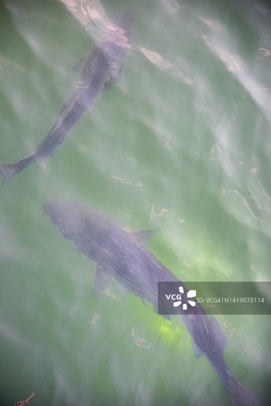 纽波特港的大西洋海鲢图片素材