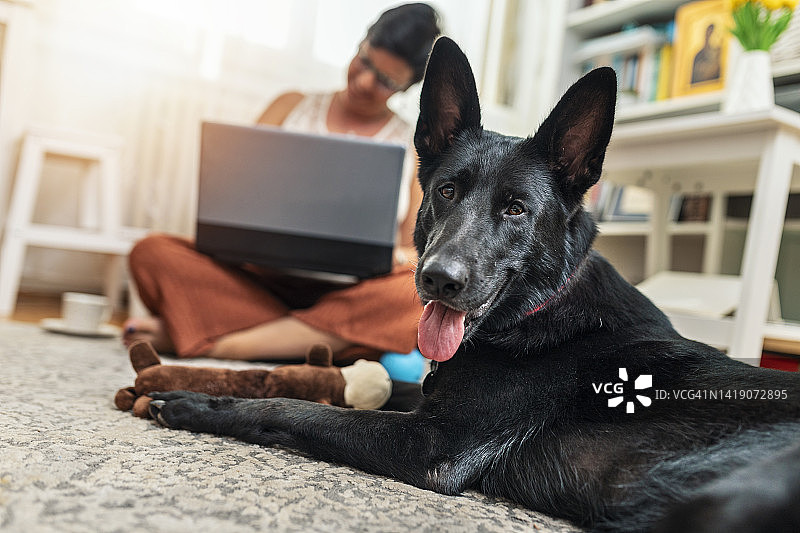 漂亮的黑色德国牧羊犬在地板上休息图片素材