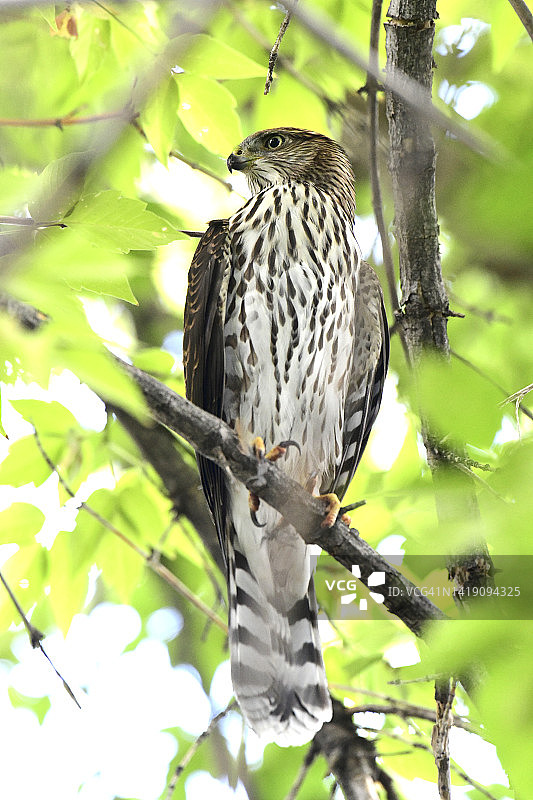 库珀的鹰图片素材