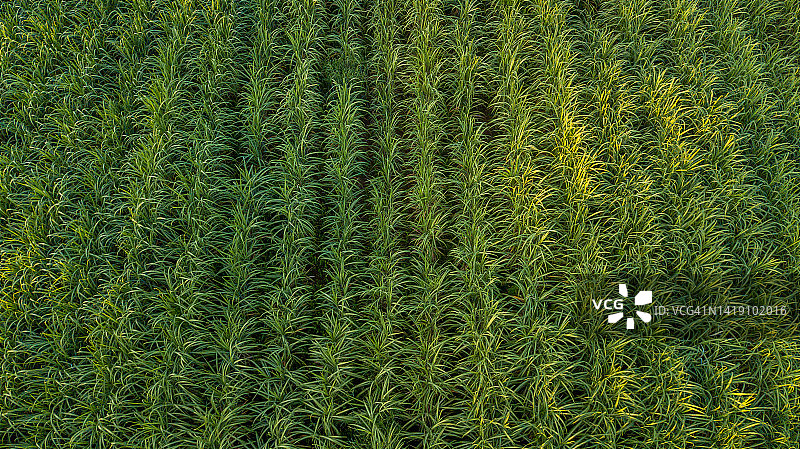 航拍：甘蔗田图片素材