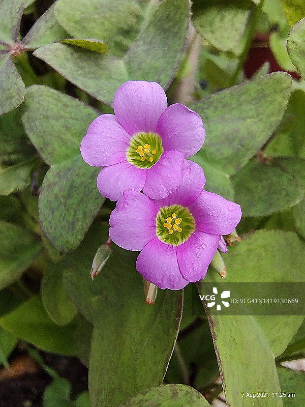 酢浆草花图片素材