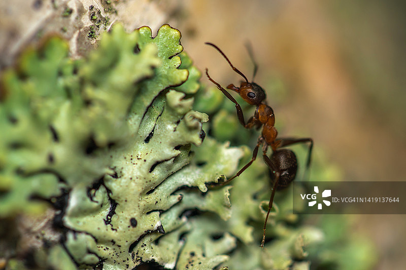 覆盖着地衣的桦树干上的黑蚂蚁图片素材