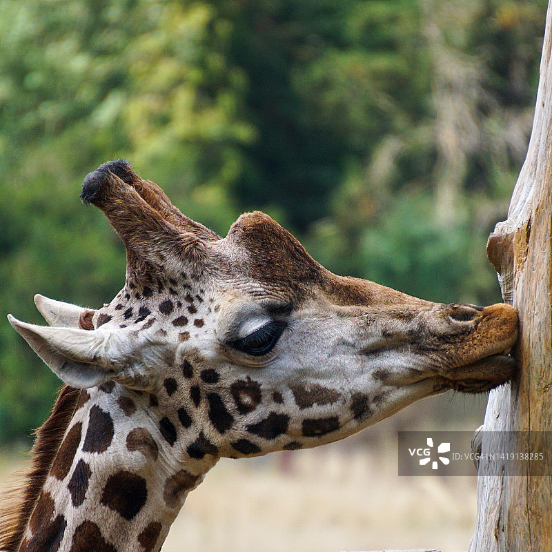 长颈鹿图片素材