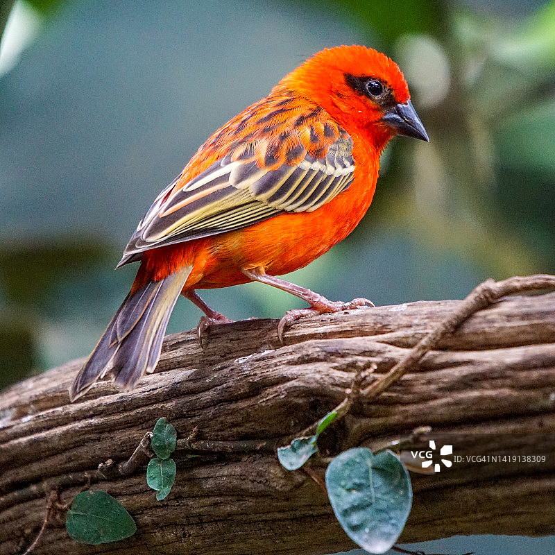 树枝上的红鸟图片素材