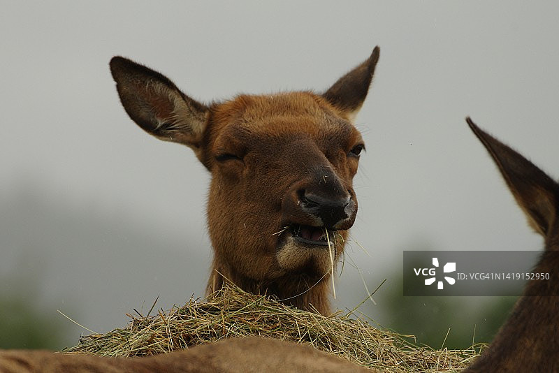吃稻草的麋鹿图片素材