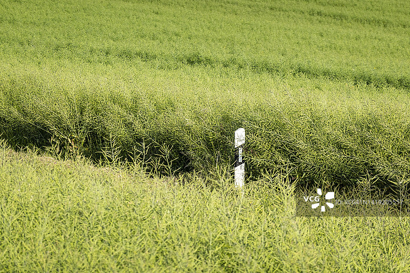 农田之间的乡村道路上的路标图片素材