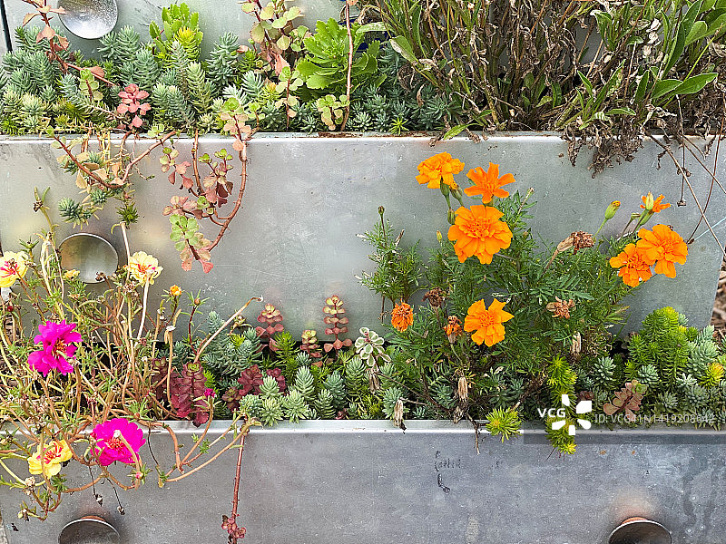 用老式家具作为户外花园花盆图片素材