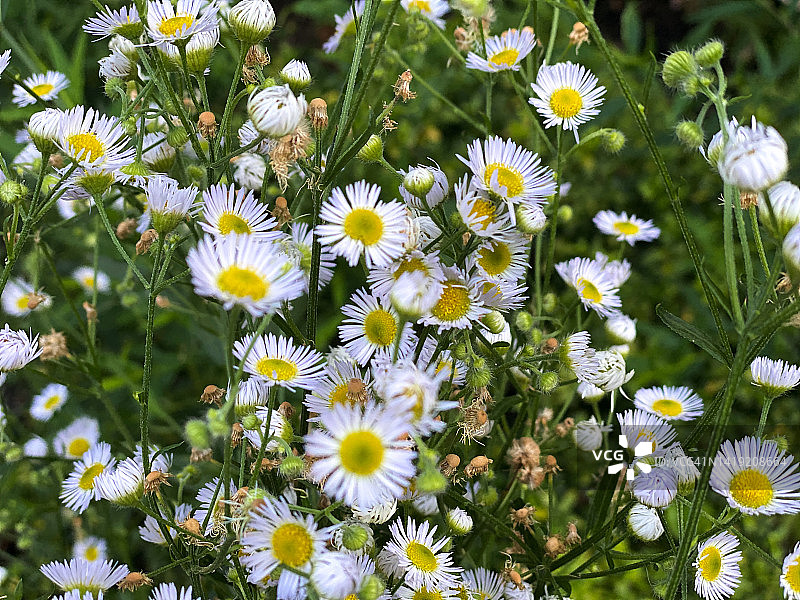 小白酒草花丛贴片图片素材