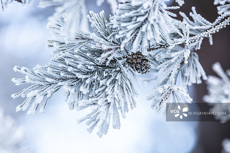 严冬中覆盖冰霜的冰冻针叶树枝图片素材