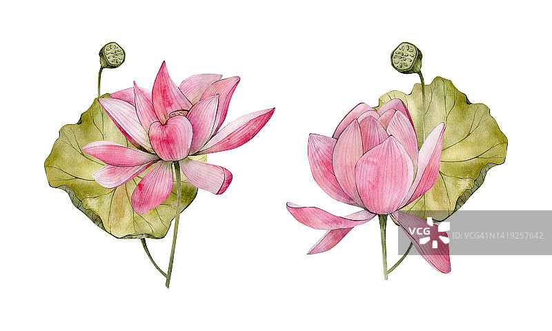 粉色水彩手绘莲花插画。水彩睡莲、荷叶和花蕾，白色背景上的花卉组合图片素材
