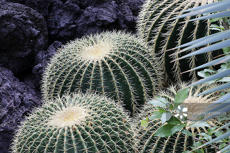 金琥仙人球图片素材