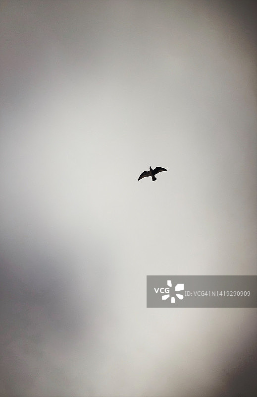 从下方拍摄的海鸥图片素材