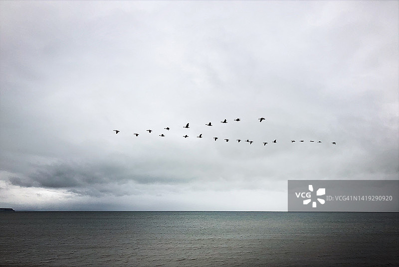 在海面上空呈三角形飞翔的鸟儿图片素材