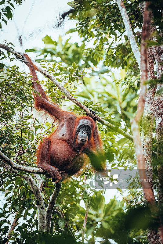 婆罗洲森林中的野生猩猩图片素材