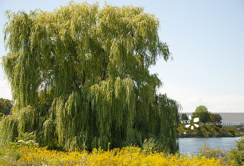 渥太华河边的垂柳，加拿大渥太华图片素材