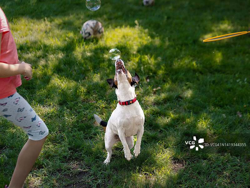和宠物一起玩耍图片素材