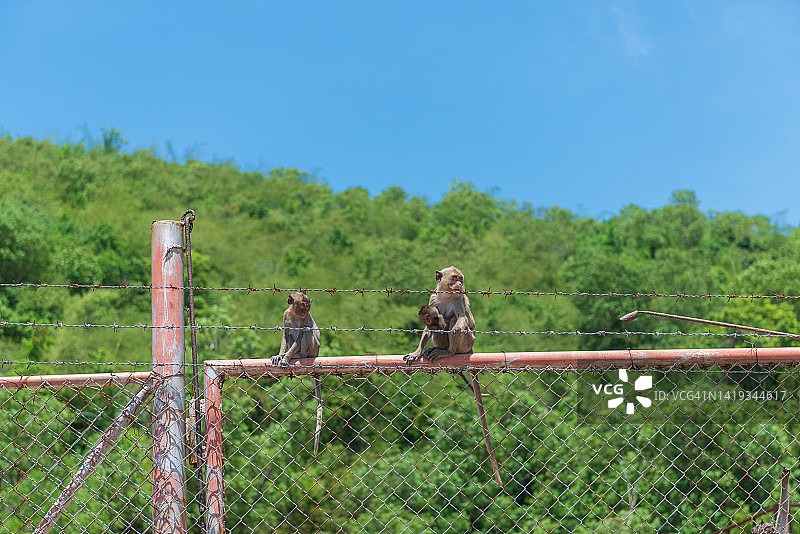 长尾或食蟹猕猴幼崽和青少年图片素材