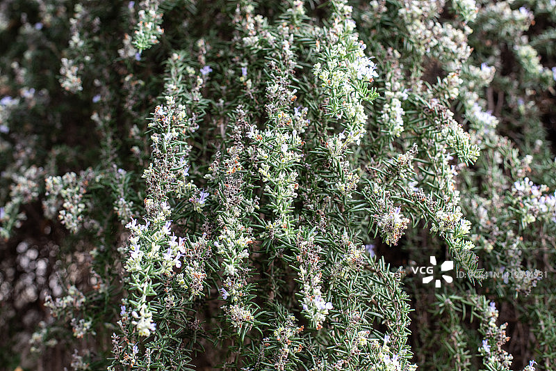 迷迭香图片素材