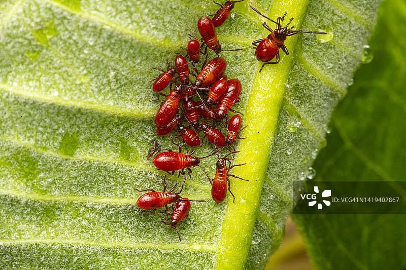 马利筋虫若虫图片素材