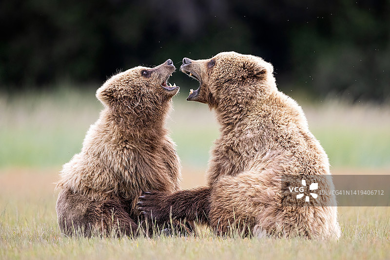 阿拉斯加棕熊的求偶图片素材