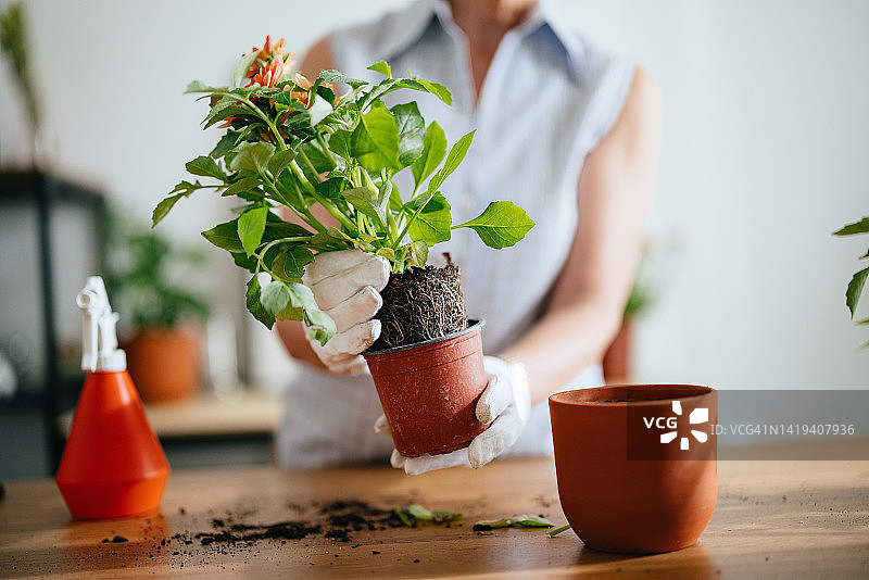 匿名女子给植物换盆图片素材