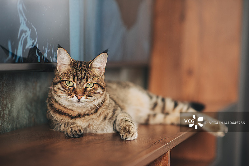 5个月大的孟加拉猫躺在床头柜上图片素材