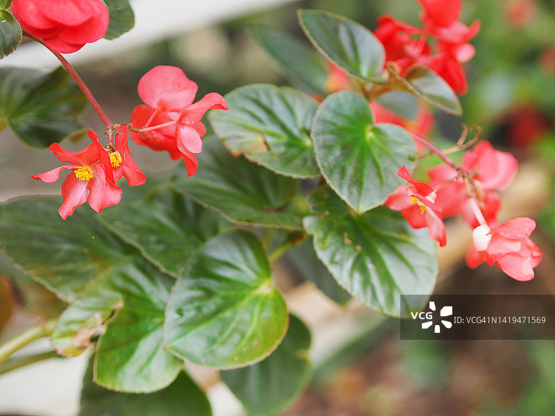 粉色秋海棠花图片素材