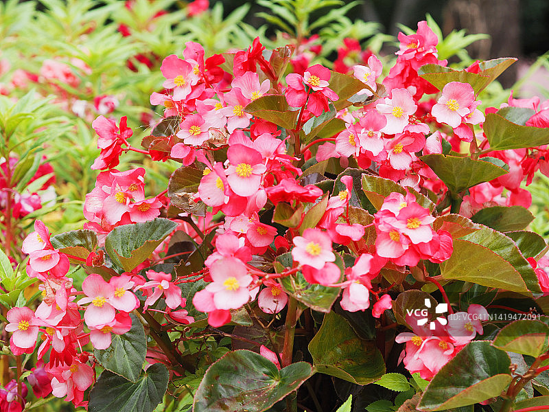 粉色秋海棠花图片素材