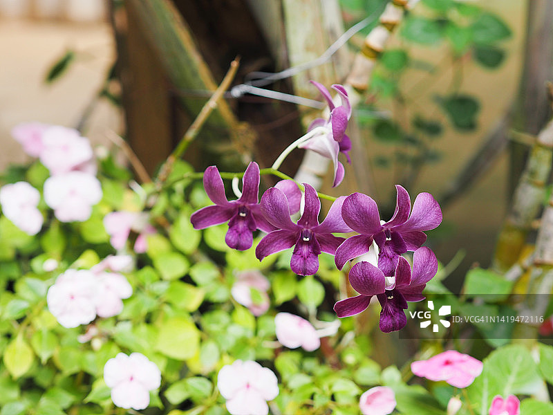 粉色、紫色石斛兰，兰科，蝴蝶石斛美丽的自然模糊背景花束图片素材