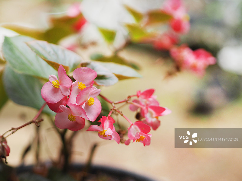 粉色秋海棠花图片素材