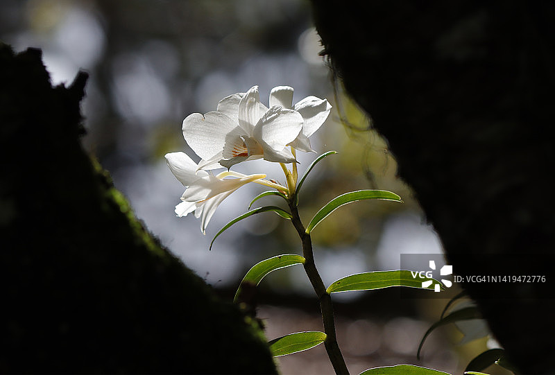 树干后的白色兰花图片素材