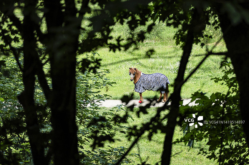 草地上被罩住的马图片素材