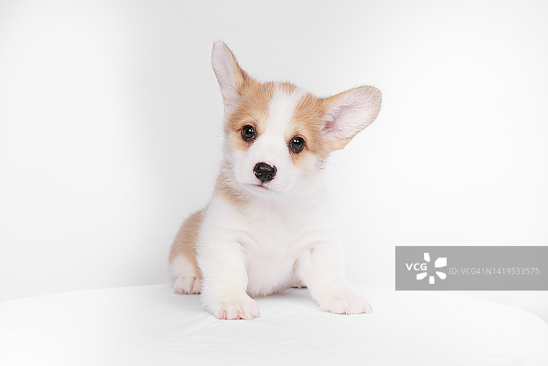 白色背景上的柯基犬幼犬图片素材
