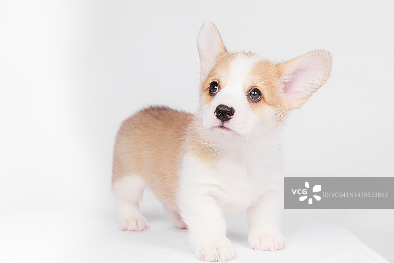 白色背景上的柯基犬幼犬图片素材