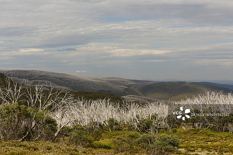 雪桉树图片素材