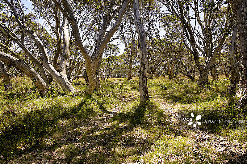 雪桉树图片素材