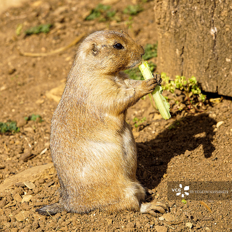正在进食的草原犬鼠图片素材