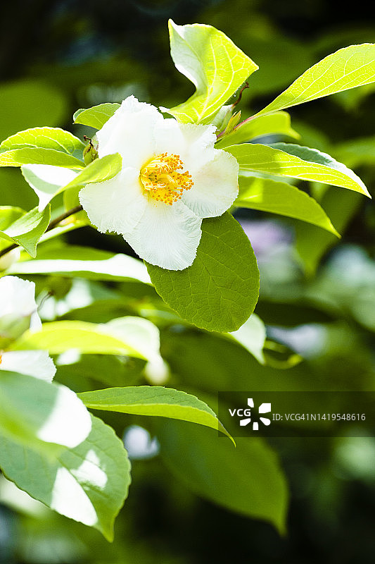 日本紫茎图片素材