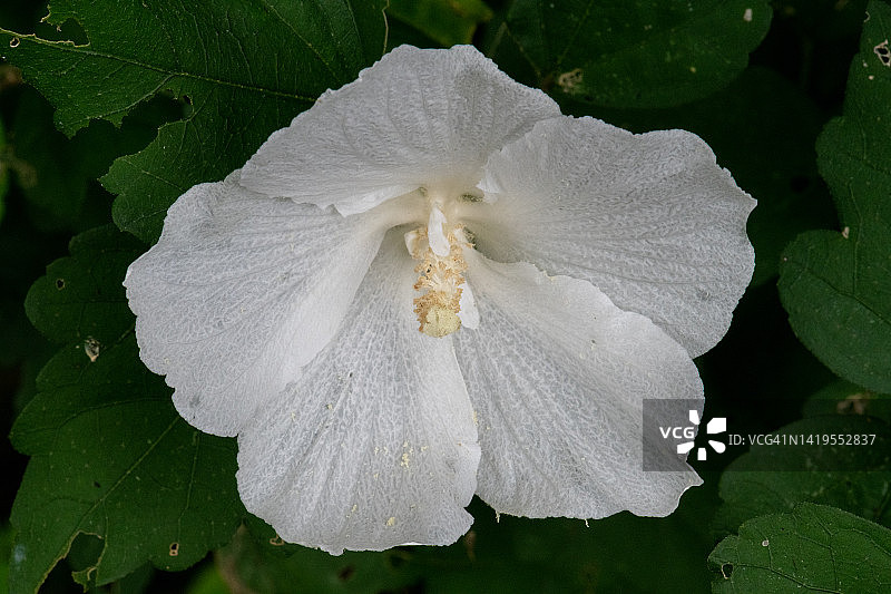 白色木槿花图片素材