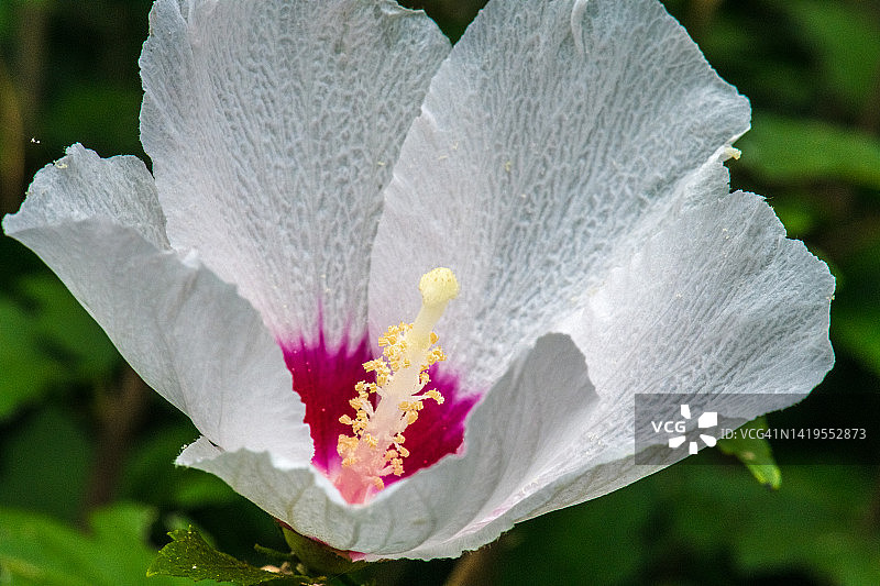 木槿花图片素材