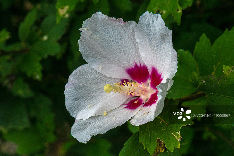 木槿花图片素材
