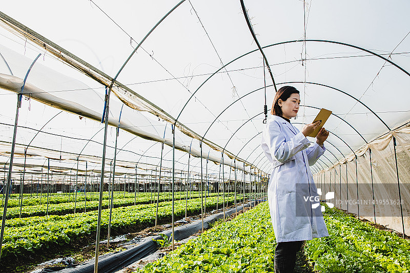 在温室中使用平板电脑的亚洲女性农学家图片素材