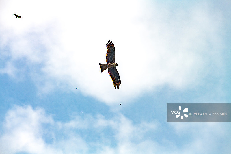 猎 Falcon在蓝天下飞翔图片素材