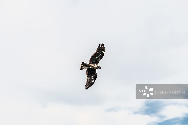 云天下翱翔的猎鹰图片素材