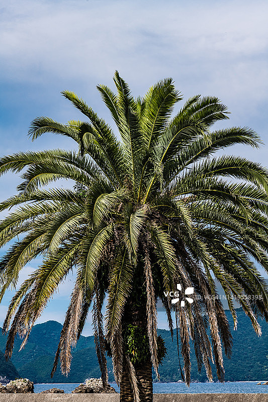 加拿利海枣图片素材