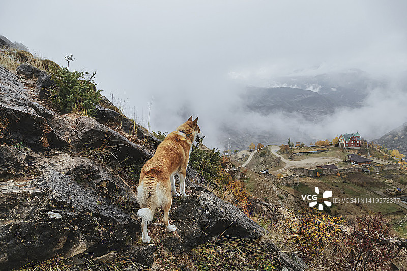 狗狗看着北高加索达吉斯坦的山景图片素材